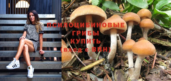 прущие грибы Богданович